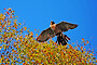 Peregrine Falcon in Flight