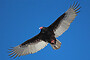 Turkey Vulture