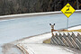 Deer Crossing