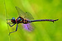 Clamp-tipped Emerald Dragonfly