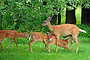 Two's Company, Three's a Crowd