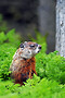 Groundhog Day