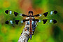 12-spotted skimmer - dragonfly