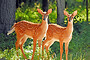 Seeing Double - White-tailed Fawns