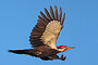 Woody the Pileated Woodpecker in flight