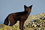 The Melanistic One