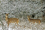 White-Tails in Winter